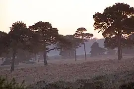 Scots pine at early dusk in New Forest, England