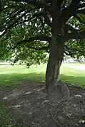 Scouts Oak Tree