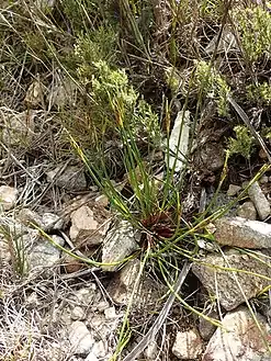 Growth form of S. crassiculmis