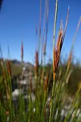 Flowering heads (inflorescences)