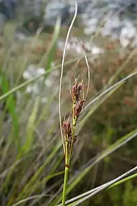 Flowering head