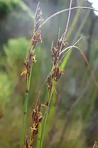 Flowering heads