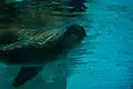 Sea lion underwater