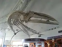 Juvenile humpback whale skeleton, inside the Seacoast Science Center