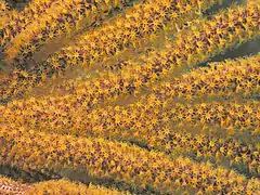 Sea fan, Anacapa Island