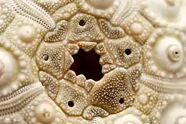 Close-up of a cidaroid sea urchin apical disc: the 5 holes are the gonopores, and the central one is the anus ("periproct"). The biggest genital plate is the madreporite.