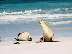 Two Australian sea lions on a beach
