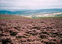 Ground cover purple coloured plants, with hills in the background.