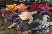 Sea Stars