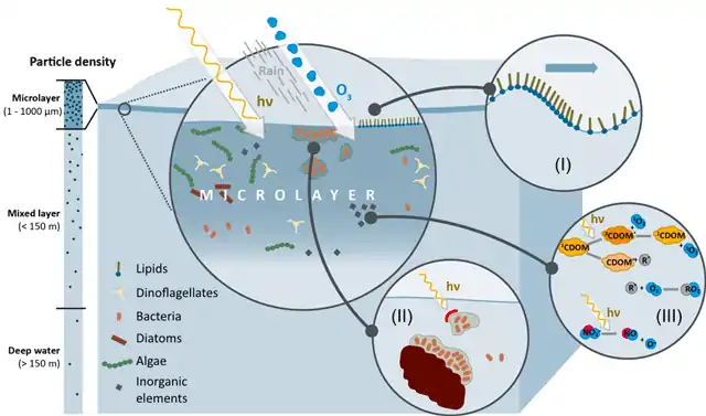 Sea surface microlayer as a biochemical microreactor (I) Unique chemical orientation, reaction and aggregation (II) Distinct microbial communities processing dissolved andparticulate organic matter (III) Highest exposure of solar radiation drives photochemicalreactions and formation of radicals 