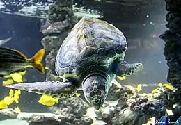 Sea turtle