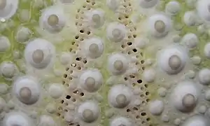 Close-up of the test showing an ambulacral groove with its two rows of pore-pairs, between two interambulacra areas (green). The tubercles are non-perforated.