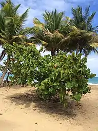 Uva de playa(Coccoloba uvifera)