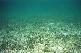 Seagrass (Thalassia testudinum) bed with several echinoids (Tripneustes ventricosus), Grahams Harbor, 1999