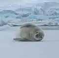 Seal on an ice floe near the Fish Islands