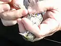 Individual being banded