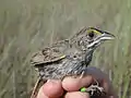 Individual in hand
