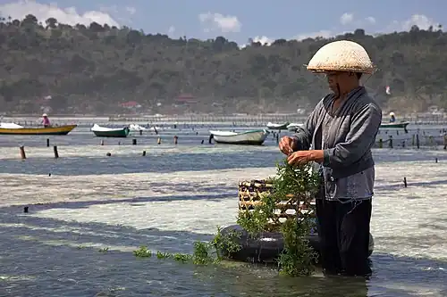 A seaweed farmer stands in shallow water, gathering edible seaweed that has grown on a rope