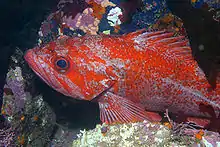 Vermilion RockcodSebastes miniatusSebastidae