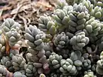 Sedum dasyphyllum, the Corsican stonecrop