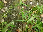 Seeds of Oldenlandia corymbosa