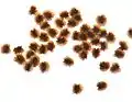 Seeds (3mm across)