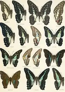 Graphium gelon and related species