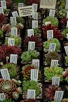 A selection of Sempervivum cultivars, for sale at Gardeners' World Live 2012