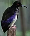 A male in Jurong Bird Park