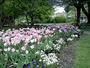 Flowers at Sellwood Park