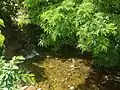 A stream in the village.