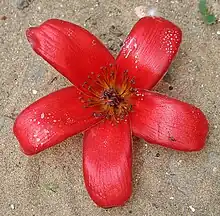 Single (fallen) flower