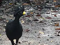 Great curassow