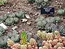 Sempervivum tectorum "Greenii", Huntington Desert Garden