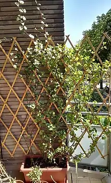 Creeping groundsel growing on a wooden trellis in Italy