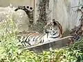 Tiger in the zoo