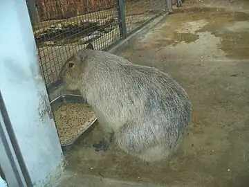 A capybara at the zoo at Seoul Grand Park