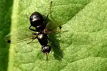 Sepsidae an Ant mimic