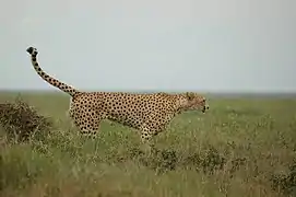 Male marking his territory in the Serengeti