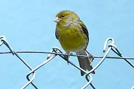 Canary (Serinus canaria)