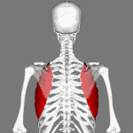 Position of  Serratus anterior muscle. Scapulae are shown as semi-transparent.