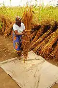 Sesame seeds being harvested in Mozambique