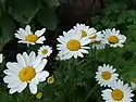 Leucanthemum vulgare