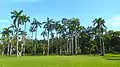 Royal palm grove