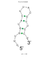 5' UTR loop structure of c9orf135 of mRNA