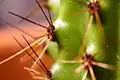 Close-up of organpipe cactus (S. thurberi) spines