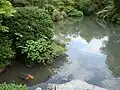 A pond with carp