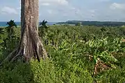 Forest cover, Shaheed Island