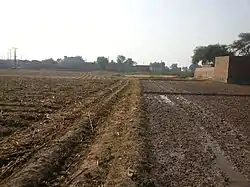 Field in Lodhran district
