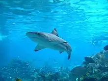  A shark swimming parallel to a reef ledge in the foreground, with many smaller fish nearby